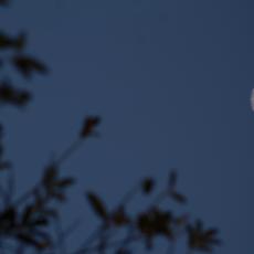 A silhouette of a tree to the left and the waxing gibbous Moon on the right.