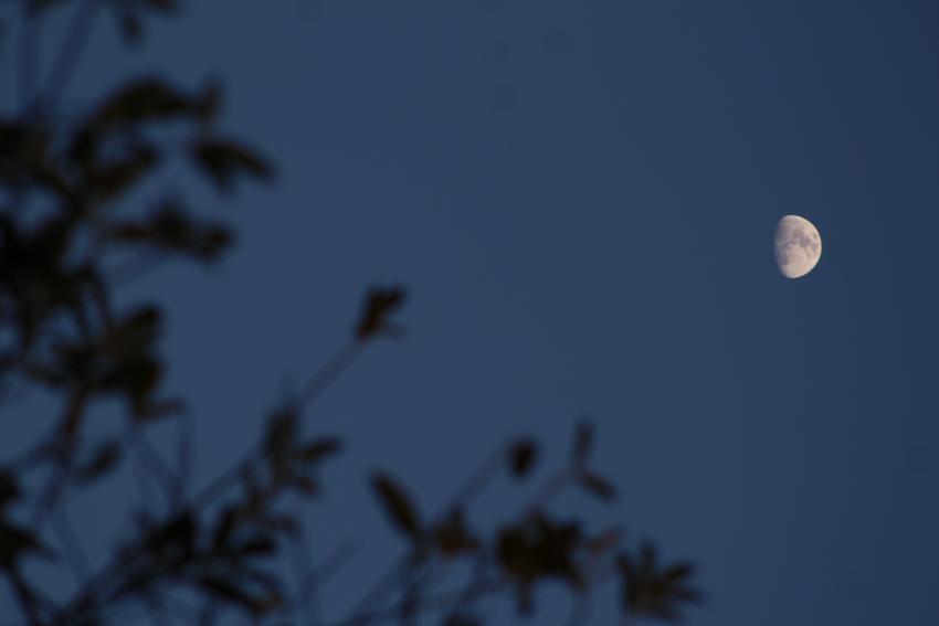 A silhouette of a tree to the left and the waxing gibbous Moon on the right.